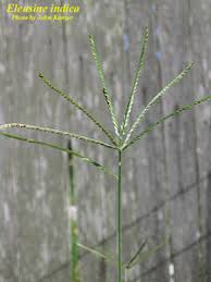 Image result for Eleusine