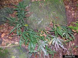 Image result for Adiantum hispidulum