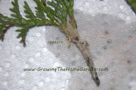 Image result for cuttings thujas