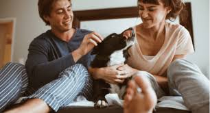 What you need to know. Pet Insurance For Pre Existing Conditions Moneysupermarket