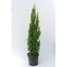 On vancouver island it's always best to try and. Landscape Basics 2 Gallon Emerald Cedar Hedge 15ft At Maturity The Home Depot Canada