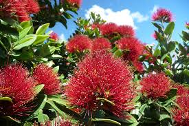 Image result for Myrtaceae