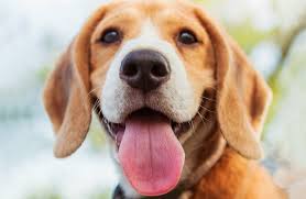 They concluded that both dogs and cats are indeed color blind to a certain extent. Are Dogs Color Blind Hill S Pet