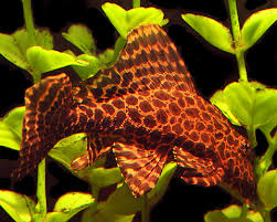 In older sources you might find the synonyms ancistrus gibbiceps and pterygoplichthys gibbiceps. Pleco For Sale Aquariumfish Net
