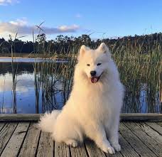 radishrice samojede hund hunde hundebilder