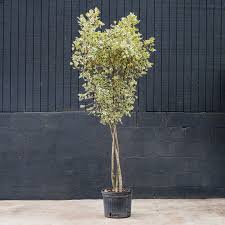 Image result for Ficus triangularis