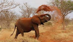 Un motan cat un pisoi. Tot Ce Trebuie SÄ Stii Despre ElefanÅ£i Cele Mai Mari Animale De Uscat