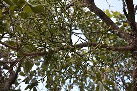 Image result for Viscum combreticola