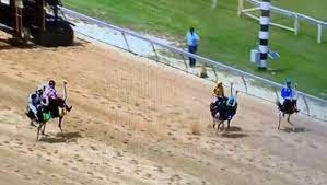 It's a sight you won't see anywhere else except virginia city. Penn National Ostrich And Camel Races Back By Popular Demand Stuff Co Nz