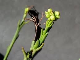 Image result for Thesium cymosum