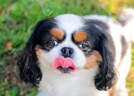 Cute cavalier king charles spaniel. Cute Cavalier King Charles Spaniel And His Pink Tongue Stock Photo Picture And Royalty Free Image Image 115117179