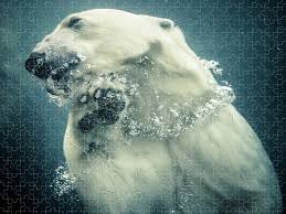 Pieces stored in resealable bags. Polar Bear Swimming Puzzle For Sale By Lise Ulrich Fine Art Photography
