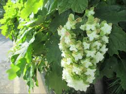 アジサイの種類と人気品種 上手な育て方と剪定のしかた さらに花言葉まで詳しくご紹介 バラと小さなガーデンづくり