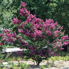 Check out our crape myrtle selection for the very best in unique or custom, handmade pieces from our plants shops. Crepe Myrtle Zuni Bagged Perth Wa Online Garden Centre