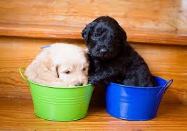 Two female standard poodles and four males, including one golden retriever and three f1 goldendoodles. F1b Goldendoodle Puppies Ready March 20th For Sale In Hastings Michigan Classified Americanlisted Com