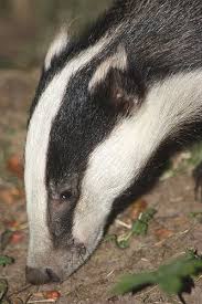 Badger Close Up Badgers Visit Our Page Here Http What Do Animals Eat Com Badgers Badger Animals Beautiful Show Horses
