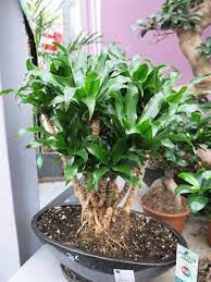 Bonsai Dracaena Training How To Make A Dracaena Bonsai Tree