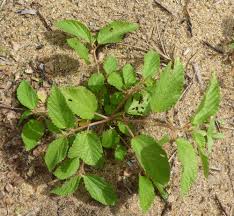 Image result for Corchorus aestuans