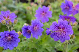 Image result for Geranium