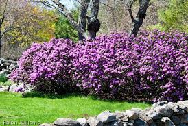 The Famous Pjm Rhododendron Landscaping Plants Garden Shrubs Plants