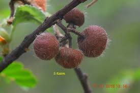 Image result for Grewia villosa