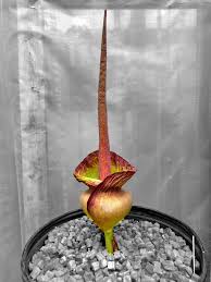 Image result for Amorphophallus impressus