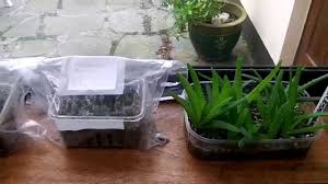 Cannabis seeds require three things to germinate: How To Grow Cactus From Seed Desert Plants Of Avalon