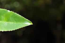 Image result for Aphloiaceae