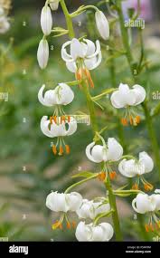 Image result for Lilium martagon Alba