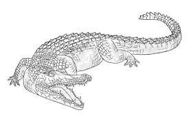 How To Draw Animals Crocodiles Alligators Caimans And Gharials Crocodile Illustration Animal Drawings Alligators Art
