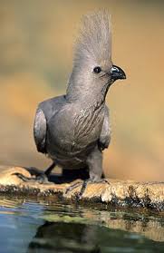 Grey Bird With Large Beak Grey Lourie South African Birds Pet Birds Nature Birds