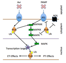 A unique approach to control hemipteran pests. Plant Disease Resistance Wikipedia