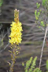 Image result for Moraea carsonii