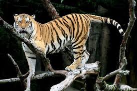 Lions And Tigers And Bears No More 10 Animals That Might Become Extinct In 10 Years Pet Tiger Siberian Tiger Save The Tiger