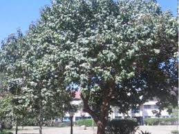 Image result for Cordia africana