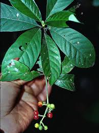 Image result for Psychotria heterosticta