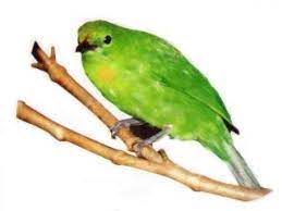 Selain di indonesia, burung ini juga hidup di bhutan, india, malaysia, nepal, taiwan, dan thailand. Ooi S Fauna Malaysiana Birds 0 Burung1 Htm Ver 1 0 1997 2004 Last Updated 16 01 2004