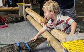 Pet stores pet food birds & bird supplies. Tucson Reptile Amphibian Show