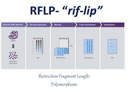 Rflp, restriction fragment length polymorphism (rflp), polymorphism, restriction fragment length. Rflp Wrt Restriction Enzymes And Pcr