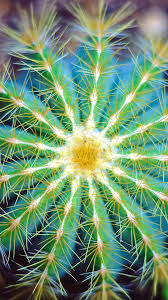 Green wave by emmanuel huybrechts. Cactus Flower Close Up Spines Bokeh 1080x1920 Iphone 8 7 6 6s Plus Wallpaper Background Picture Image