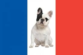 Find your perfect puppy by searching our awesome dog breeds list! French Dog Breeds List With Photos And Information