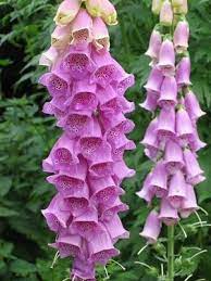 We did not find results for: 25 Plants For Shady Balconies Shade Flowers Shade Plants Flowers