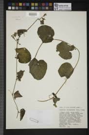 Image result for Kedrostis foetidissima