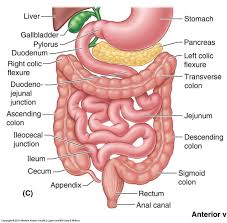 Large Bowel Anatomy Stomach Spleen And Small Intestine