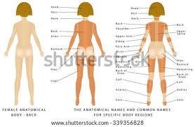 Free female planar anatomy model. Vector Images Illustrations And Cliparts Female Body Back Surface Anatomy Human Body Shapes Anterior View Parts Of Human Body General Anatomy The Anatomical Names And Corresponding Common Names Are Indicated For