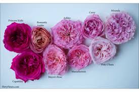 Types Of Rose Flower By Color – Light Pink Color Roses – Photo Trap