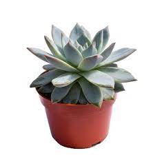 With succulent market buy succulents online from the comfort of your home. Succulent Plants Red Square Flowers