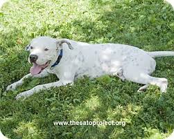 Plus, adopting an older dog also means you won't have to worry about the extra work that raising a pup entails. Mushball Marshall Adopted Dog Madison Nj Boxer Dalmatian Mix Dalmatian Mix Boxer Dogs Dogs