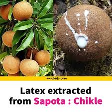 Image result for Sapotaceae