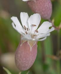 Image result for Silene burchellii
